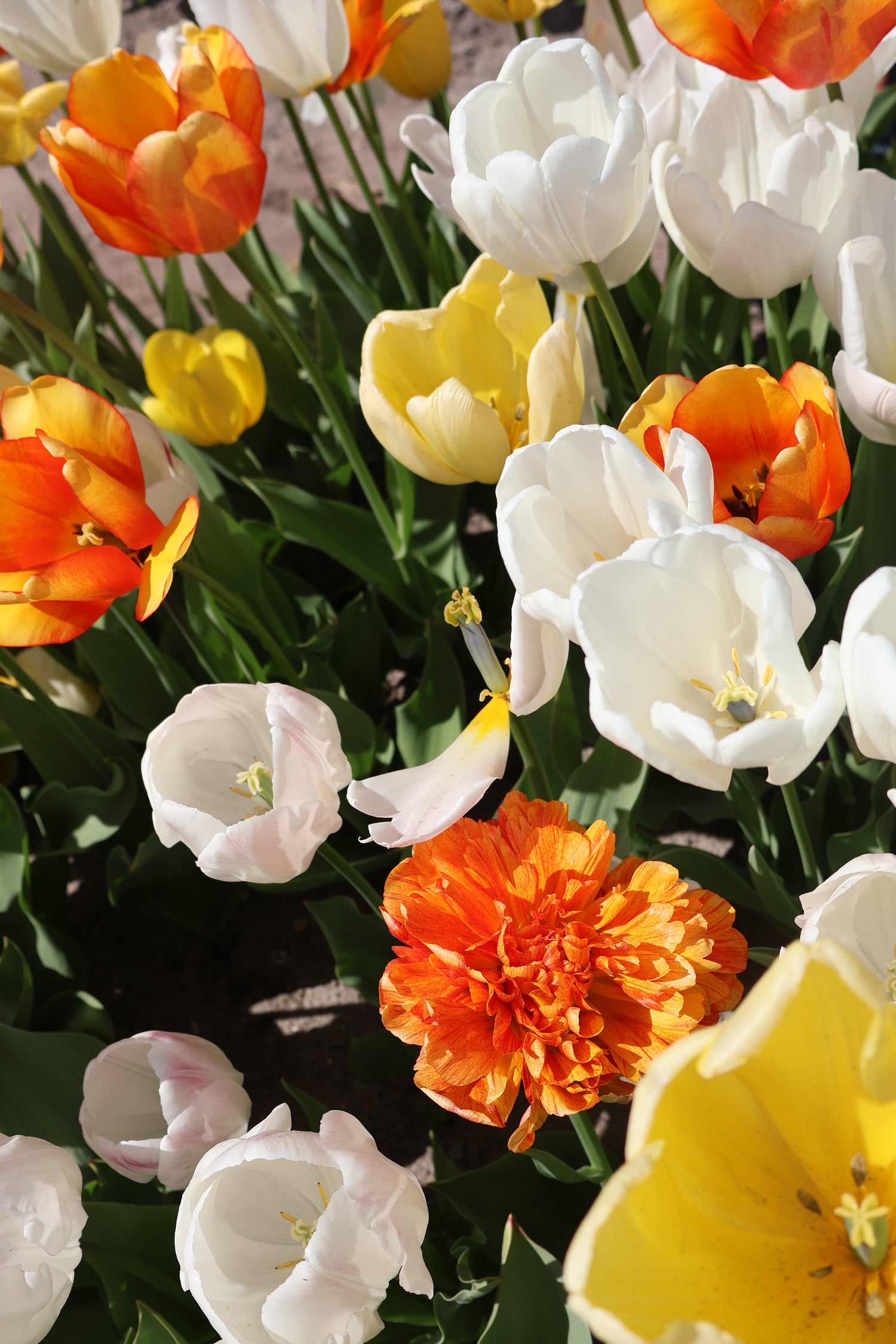 TULIP BLOOM🌷